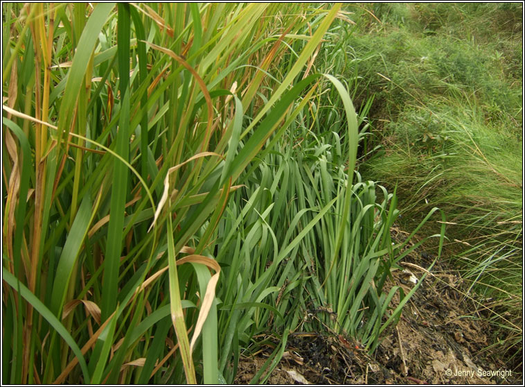 Reed Sweet-grass, Glyceria maxima