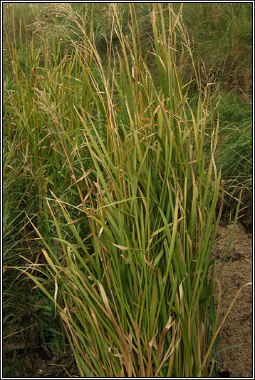 Reed Sweet-grass, Glyceria maxima