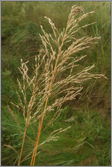 Reed Sweet-grass, Glyceria maxima