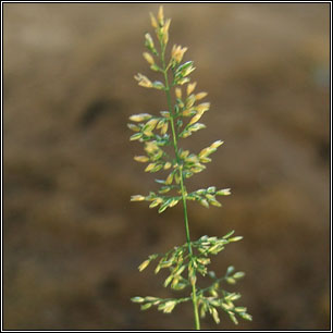 Water Bent, Polypogon viridis