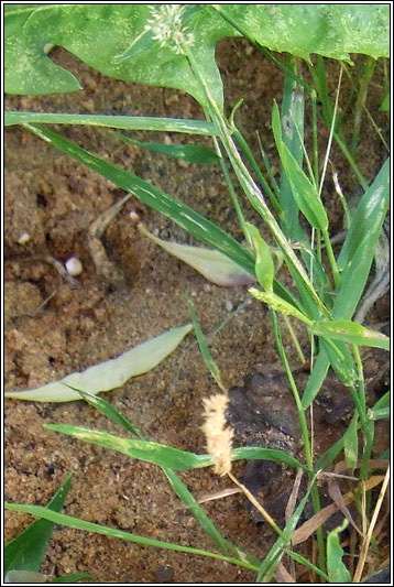 Water Bent, Polypogon viridis