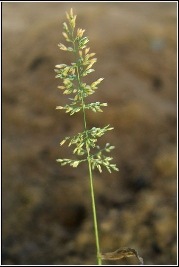 Water Bent, Polypogon viridis