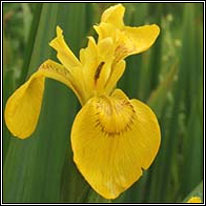 Yellow Flag Iris, Iris pseudoacorus, Feileastram