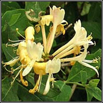 Honeysuckle, Lonicera periclymenum, Tthfhithleann