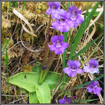 Large-flowered Butterwort, Pinguicula grandiflora, Leith uisce