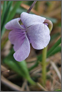 violet,marsh (sailchuach chorraigh)