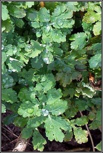 celandine greater unrelated ranunculus ficaria lesser