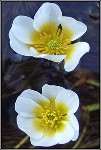 water-crowfoot,stream (nal uisce brige)