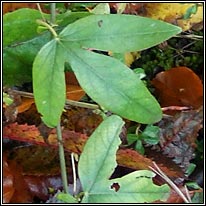 Blue Passionflower, Passiflora caerulea