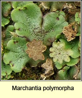 Marchantia polymorpha