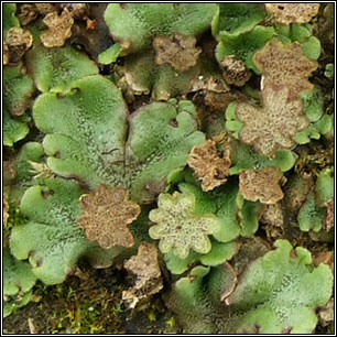 Marchantia polymorpha