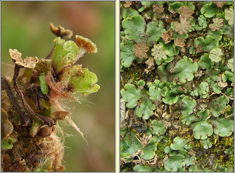 Marchantia polymorpha