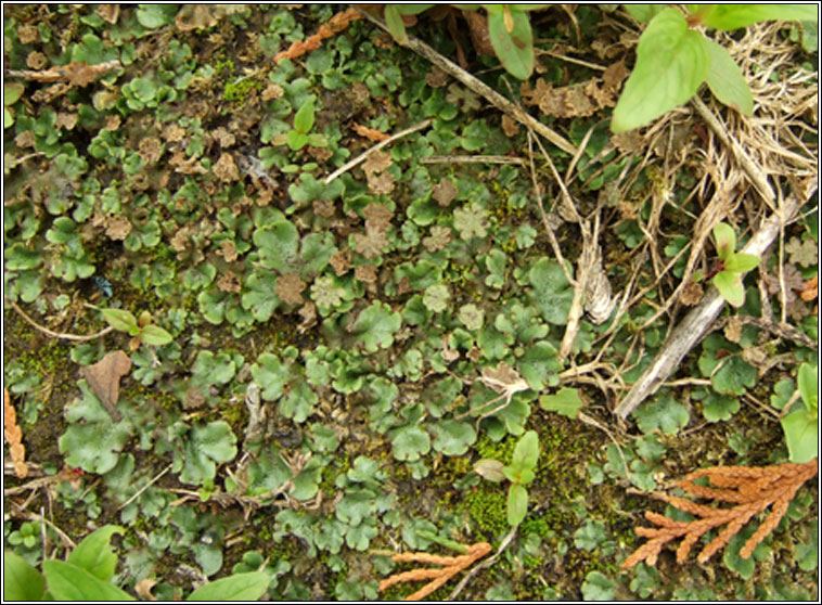 Marchantia polymorpha