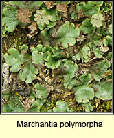 Marchantia polymorpha