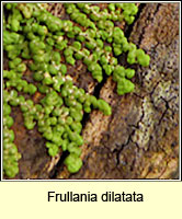 Frullania dilatata