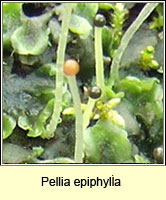 Pellia epiphylla