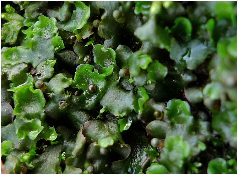 Pellia epiphylla, Overleaf Pellia