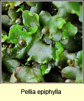 Pellia epiphylla