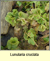 Lunularia cruciata