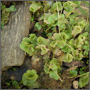 Lunularia cruciata, Crescent-cup Liverwort