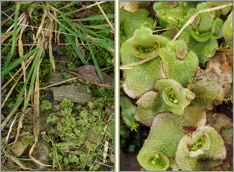 Lunularia cruciata, Crescent-cup Liverwort