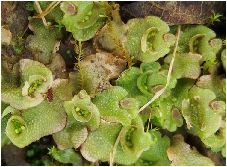 Lunularia cruciata, Crescent-cup Liverwort