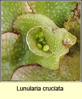 Lunularia cruciata