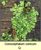 Conocephalum conicum