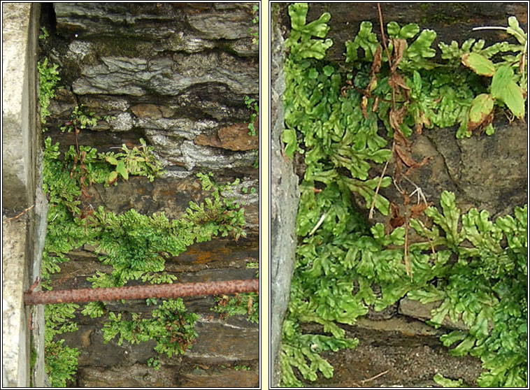 Conocephalum conicum, Great Scented Liverwort