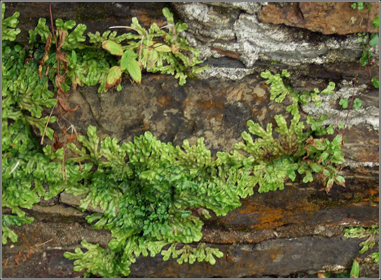 Conocephalum conicum, Great Scented Liverwort