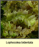 Lophocolea bidentata, Bifid Crestwort