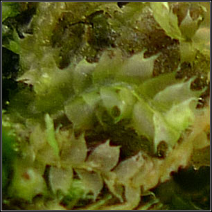 Lophocolea bidentata, Bifid Crestwort