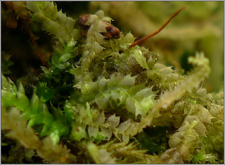 Lophocolea bidentata, Bifid Crestwort