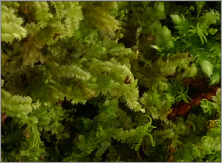 Lophocolea bidentata, Bifid Crestwort