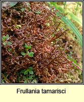 Frullania tamarisci, Tamarisk Scalewort