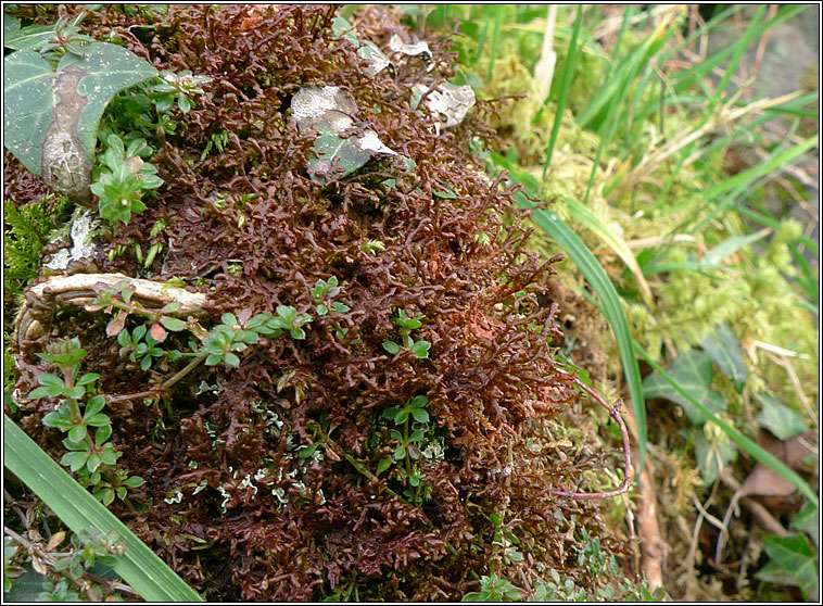 Frullania tamarisci, Tamarisk Scalewort