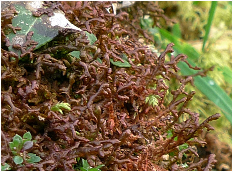 Frullania tamarisci, Tamarisk Scalewort