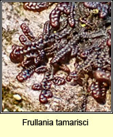 Frullania tamarisci, Tamarisk Scalewort