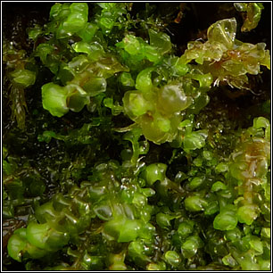 Scapania compacta, Thick-set Earwort