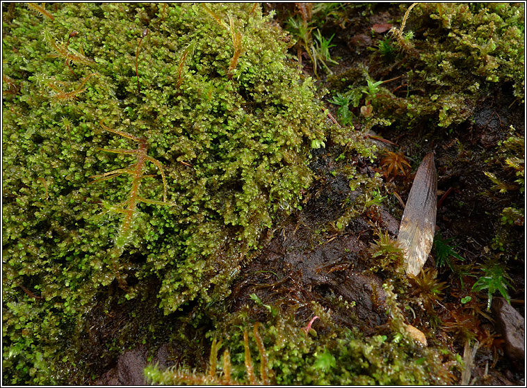 Scapania compacta, Thick-set Earwort