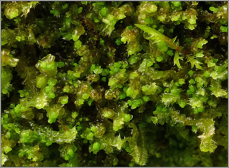 Scapania compacta, Thick-set Earwort