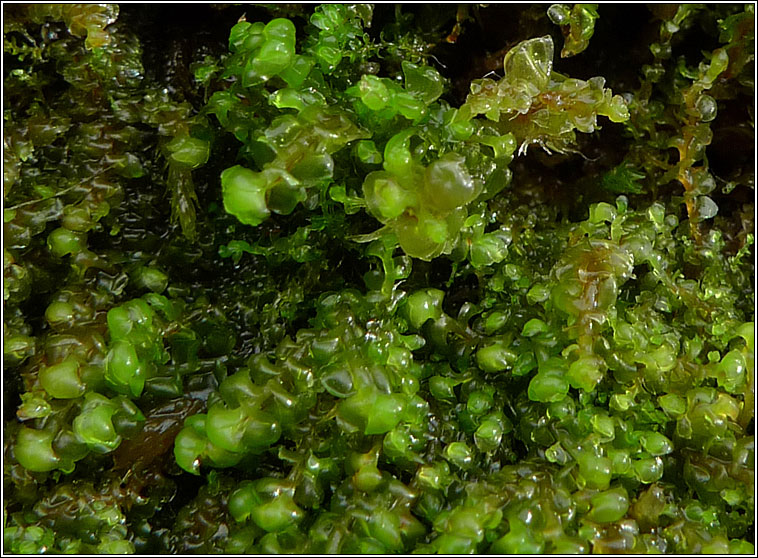 Scapania compacta, Thick-set Earwort