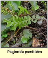 Plagiochila porelloides, Lesser Featherwort