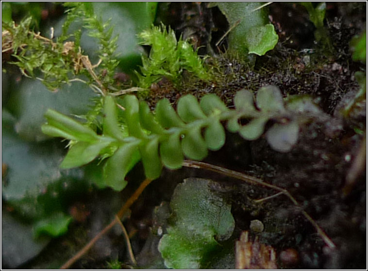 Plagiochila porelloides, Lesser Featherwort