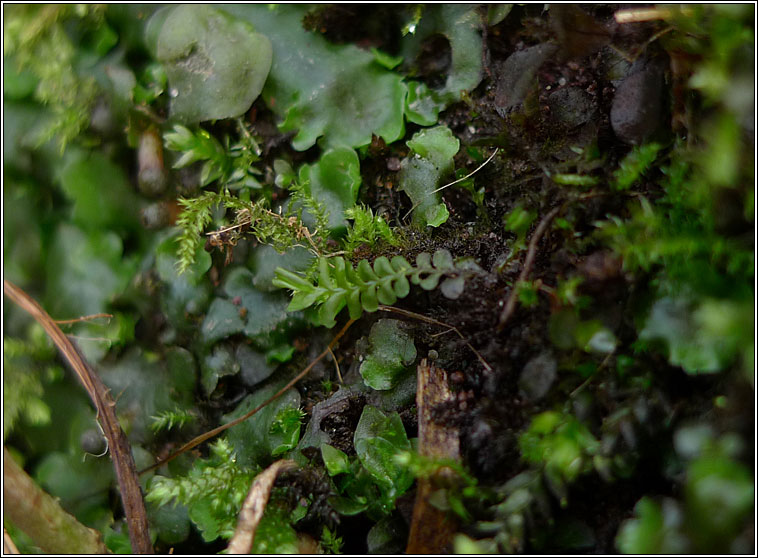 Plagiochila porelloides, Lesser Featherwort