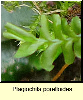 Plagiochila porelloides, Lesser Featherwort