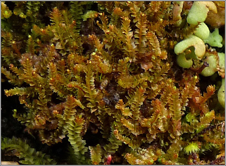 Lophozia ventricosa, Tumid Notchwort