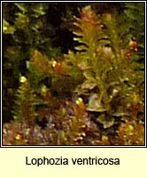 Lophozia ventricosa, Tumid Notchwort