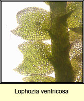 Lophozia ventricosa, Tumid Notchwort