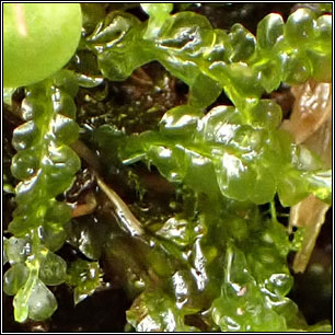 Chiloscyphus polyanthos, St Winifrid's Moss